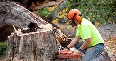 stump removal in Newark